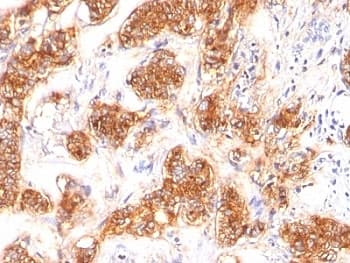 MFGE8 /Lactadherin Antibody (clone SPM291)