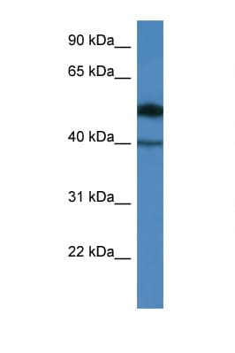 C9orf64 Antibody (aa45-94)