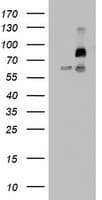 PathPlus™ FBXW7 / FBW7 Antibody (aa1-354, clone 13H4)