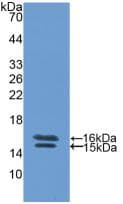 VIP Antibody (aa29-165)