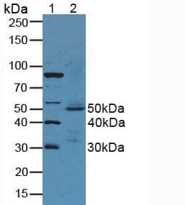 GIF / Intrinsic Factor Antibody (aa196-414, PE)