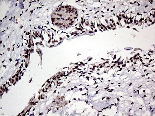 HOXD9 Antibody (aa109-352, clone OTI1H3)