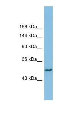 SH3BP4 Antibody (aa105-154)
