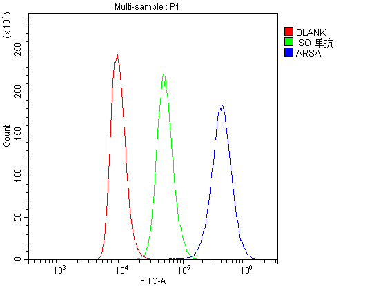 ARSA / Arylsulfatase A Antibody