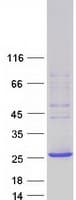 Human PLEKHB1 Protein (Recombinant Myc-DDK (Flag))