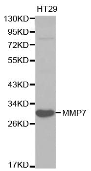 MMP7 / Matrilysin Antibody