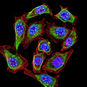 KMT2C / MLL3 Antibody (clone 6D1B9)