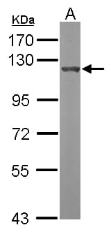 OGT / O-GLCNAC Antibody (aa223-502)