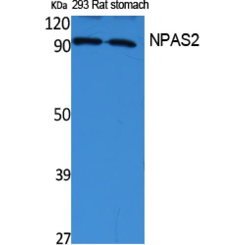 Polyclonal Rabbit anti-Human NPAS2 Antibody (340-420 aa, Internal, WB)