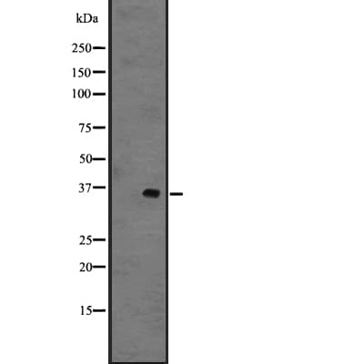 GPR141 Antibody