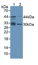 TPMT Antibody (aa26-227, PE)