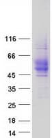 Human CD84 / SLAMF5 Protein (Recombinant Myc-DDK (Flag))