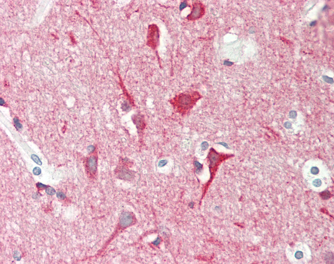 BMP8A Antibody (aa26-75)