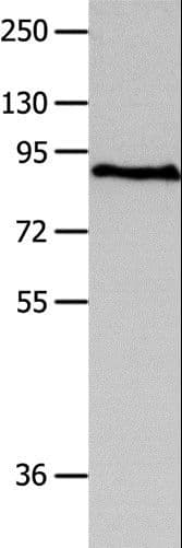 Polyclonal Rabbit anti-Human MAGED1 / NRAGE Antibody (IHC, WB)