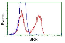 IHC-plus™ SRR / Serine Racemase Antibody (clone 9E8)