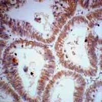Monoclonal Mouse anti-Human CDX2 Antibody (IHC, WB)