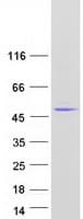 Human MBIP Protein (Recombinant Myc-DDK (Flag))