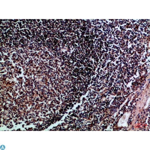 HLA-DMB Antibody