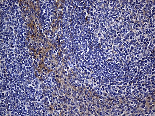 WASL / N-WASP Antibody (clone OTI2H5, Carrier-free)