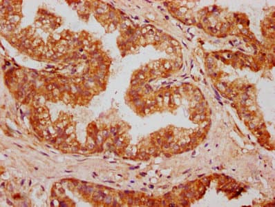 OMD / Osteomodulin Antibody