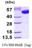 Human GSS / Glutathione Synthetase Protein (Recombinant His)