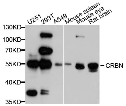 IHC-plus™ CRBN / Cereblon Antibody
