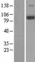LONRF3 Protein (Over-Expression Lysate Myc-DDK (Flag))
