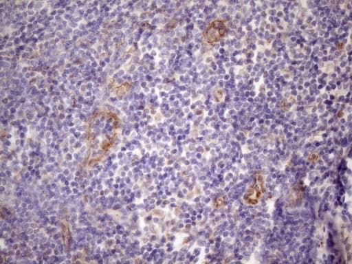 CSF2 / GM-CSF Antibody (aa18-144, clone OTI1A3, Carrier-free)