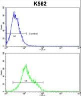 HSPH1 / HSP105 Antibody (aa549-579)
