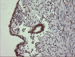 STAF50 / TRIM22 Antibody (aa61-406, clone OTI1D11, Carrier-free)