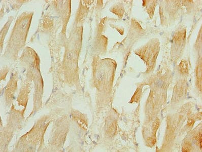 Polyclonal Rabbit anti-Human TMEM184C Antibody (IHC)