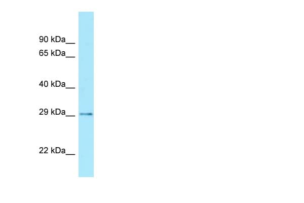 CDX2 Antibody (aa161-210)