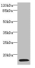 HIST1H2AG Antibody