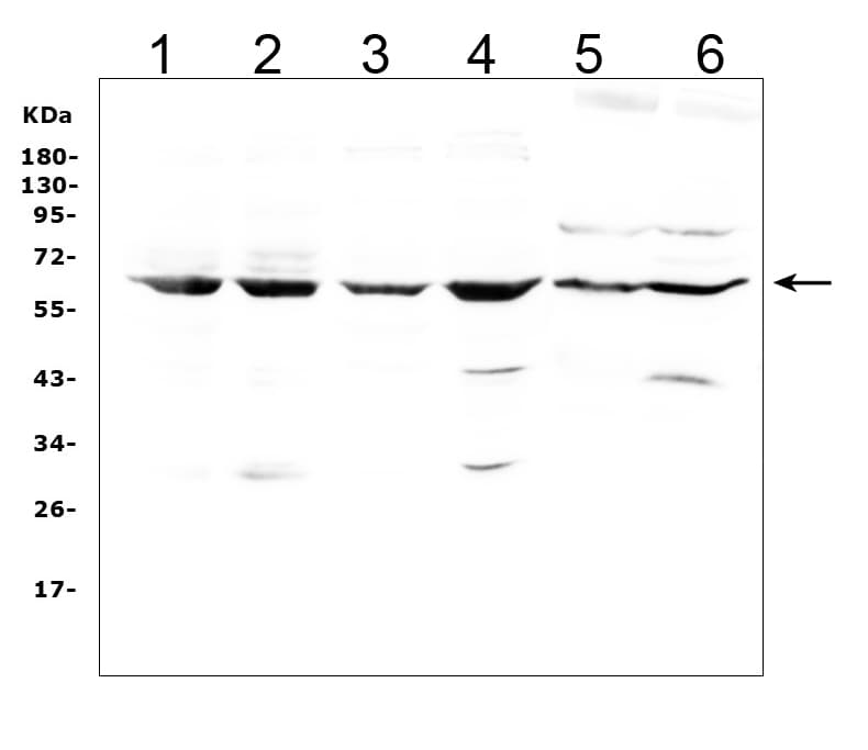 LBP Antibody