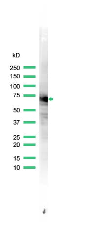 Heat Shock Protein 70 / HSPA1A Antibody (aa574-591)