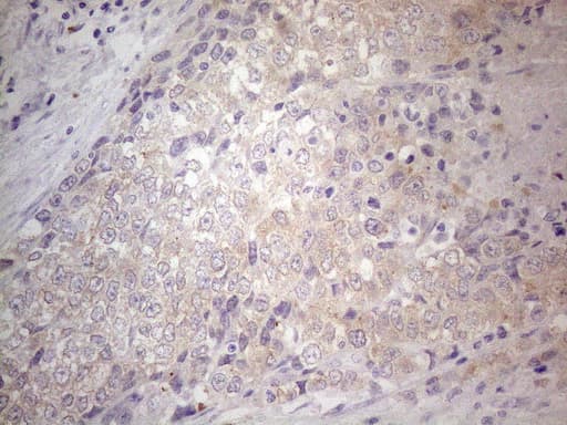 SIP1 Antibody (clone OTI4B3, Carrier-free)