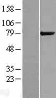 GPCPD1 Protein (Over-Expression Lysate Myc-DDK (Flag))