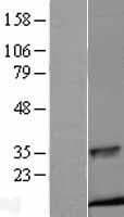 Insulin Protein (Over-Expression Lysate Myc-DDK (Flag))