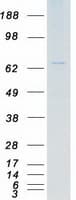 Human T1R1 / TAS1R1 Protein (Recombinant Myc-DDK (Flag))
