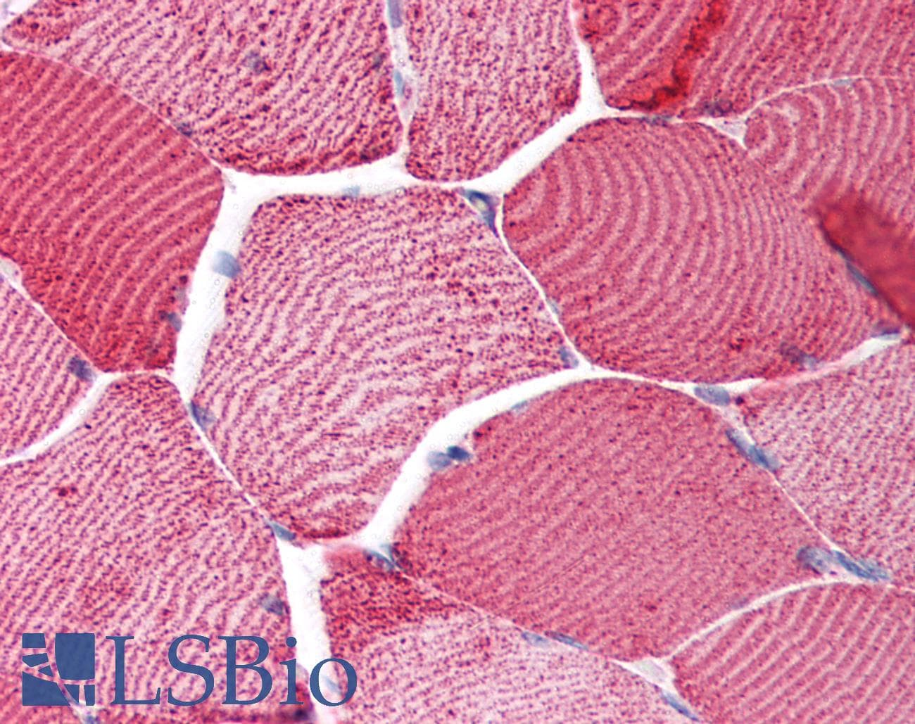 IHC-plus™ Monoclonal Mouse anti-Horse CYCS / Cytochrome c Antibody (clone 7H8.2C12, IHC, WB)