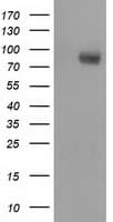Monoclonal Mouse anti-Human BCAP / PIK3AP1 Antibody (clone OTI5D4, IF, WB)