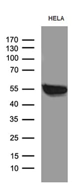BAF60C / SMARCD3 Antibody (clone OTI4G3)