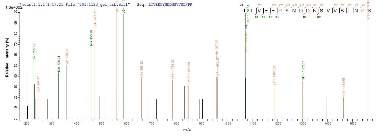 Leishmania donovani LDBPK Protein (Recombinant 6His, N-terminus)