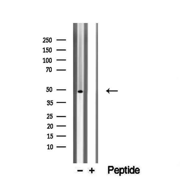 WDR18 Antibody