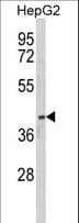 PON3 Antibody (aa10-38)