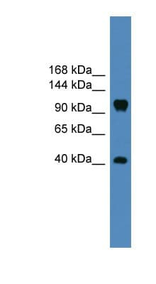 CNTN1 / gp135 / Contactin 1 Antibody (aa301-350)