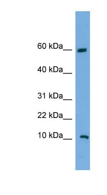 C20orf144 Antibody (C-Terminus)