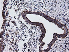 PTGES2 Antibody (clone OTI2C3)