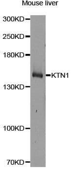 KTN1 / Kinectin Antibody