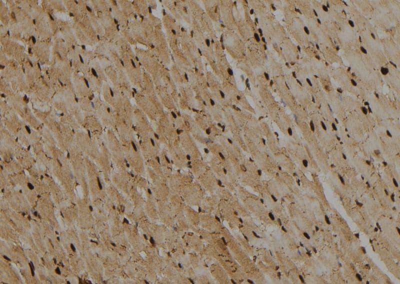 GATA2 Antibody